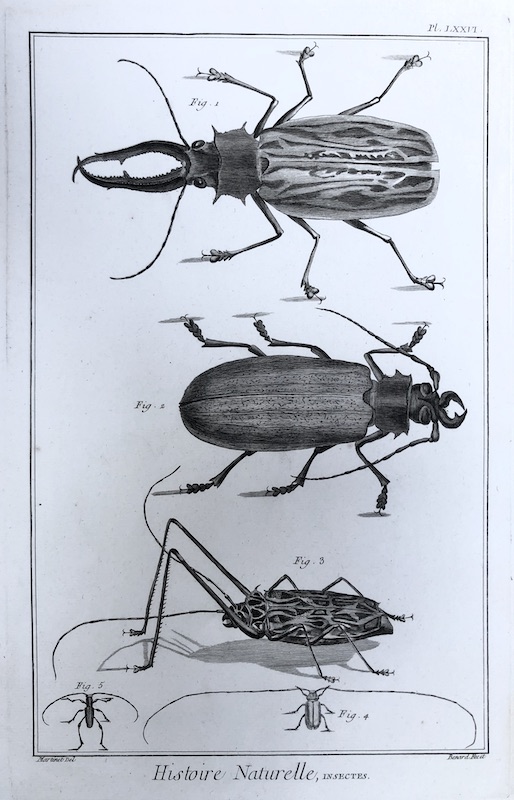 Insectos - Histoire Naturelle, Insectes - Pl. LXXVI (Escarabajos)